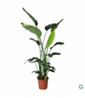 Strelitzia