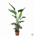 Strelitzia