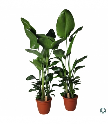 Strelitzia