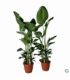 Strelitzia