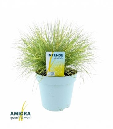 Festuca