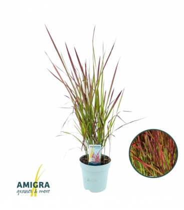 Imperata