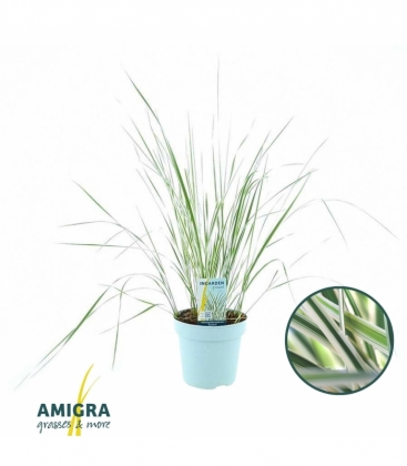 Calamagrostis