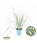 Calamagrostis