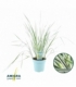 Calamagrostis