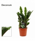 Zamioculcas