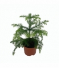 Araucaria