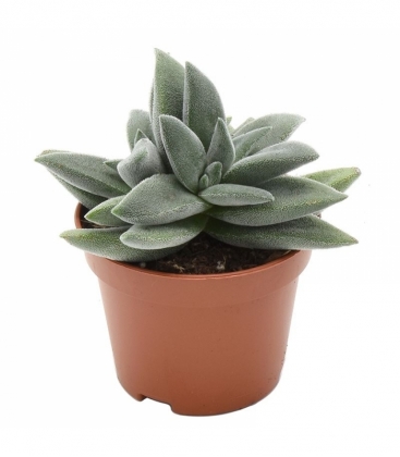 Crassula