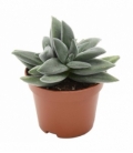 Crassula