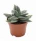 Crassula