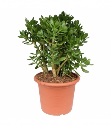 Crassula