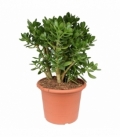 Crassula