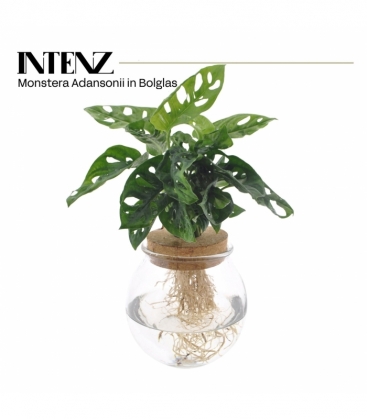 Monstera