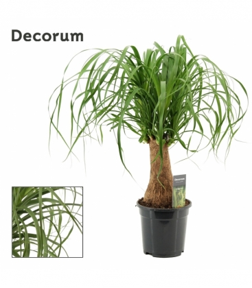 Beaucarnea