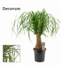 Beaucarnea