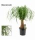 Beaucarnea