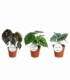 Alocasia