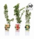 Pyracantha