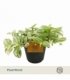 Tradescantia