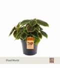Pilea