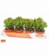 Crassula