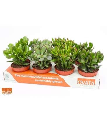 Crassula