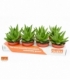 Aloe