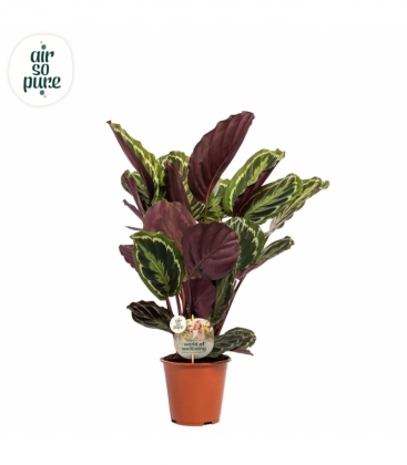Calathea