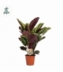 Calathea