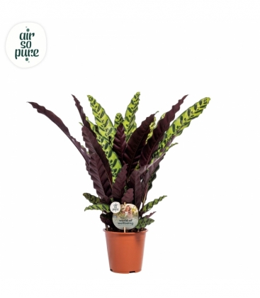 Calathea