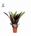 Calathea