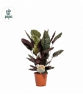 Calathea