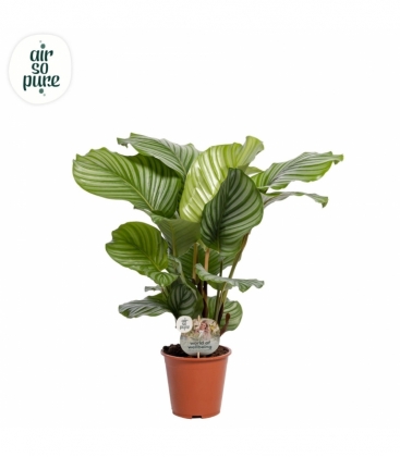 Calathea