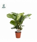 Calathea