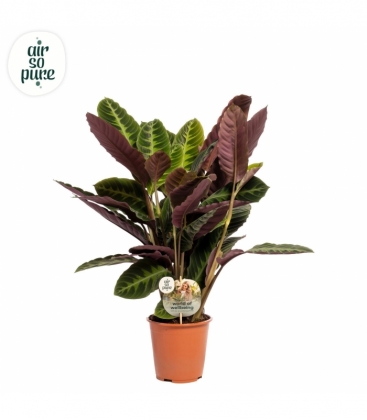 Calathea