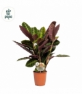 Calathea