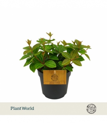 Peperomia