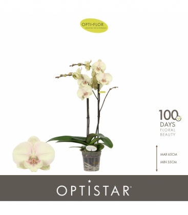 Phalaenopsis