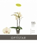 Phalaenopsis