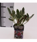 Skimmia