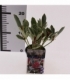 Skimmia