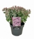 Sedum