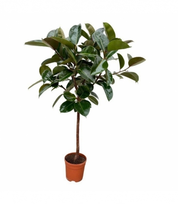 Ficus