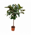 Ficus