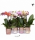 Phalaenopsis