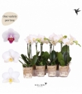 Phalaenopsis