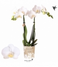 Phalaenopsis