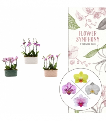 Phalaenopsis