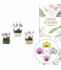 Phalaenopsis