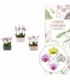 Phalaenopsis